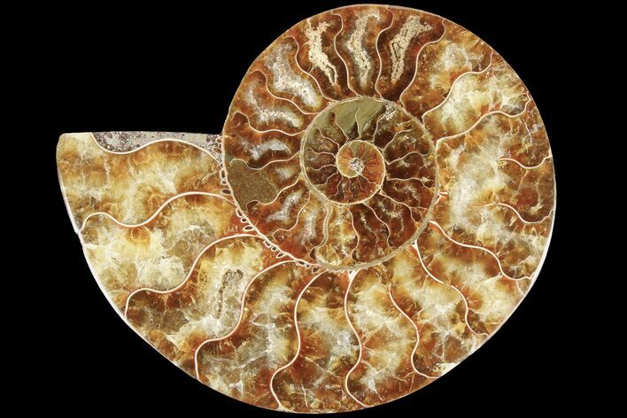 Cut & Polished Ammonite Fossil (Half) - Madagascar #184301